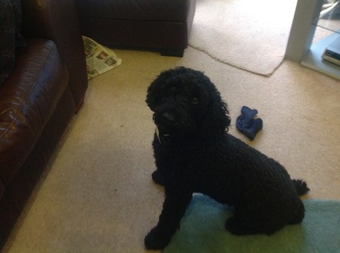 Coco Open Attentive and Learning