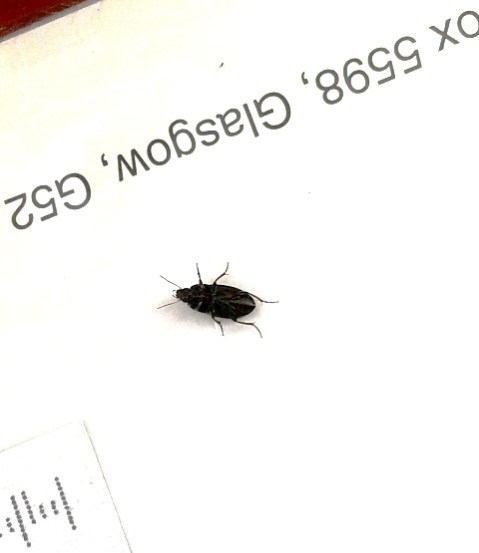 Ever felt like stuck like a beetle on its back? #mindful solutions