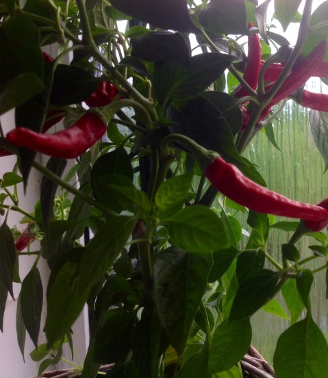 mindful of our Chilli thoughts and feelings