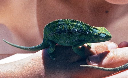 The Summoner and the Wordseer - from a tale of mind lore II